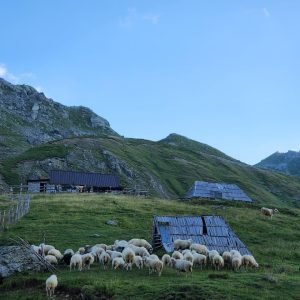 WhatsApp Image 2026-02-17 at 7.38.20 AM